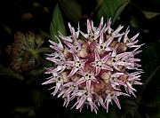 060Asclepias speciosa 19-5651